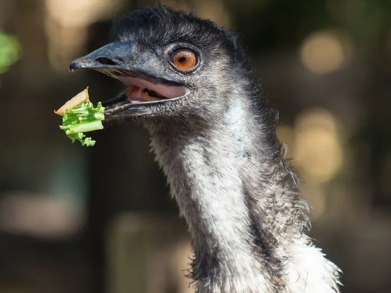 Vând  pui struț Emu