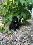 Caniche poodel toy