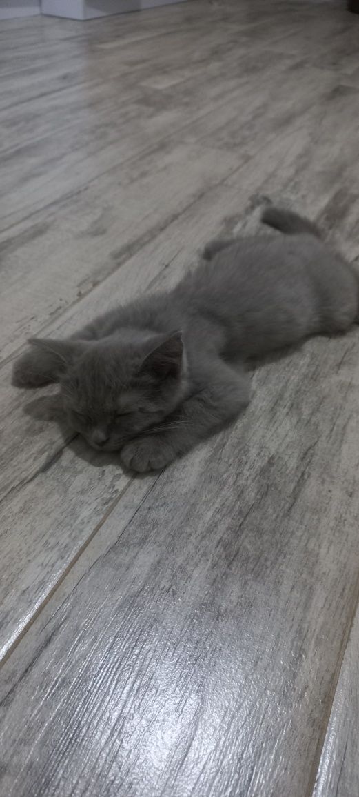 Scottish fold mushugi