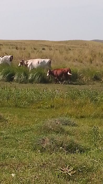 Продам толку не на мяса на развот