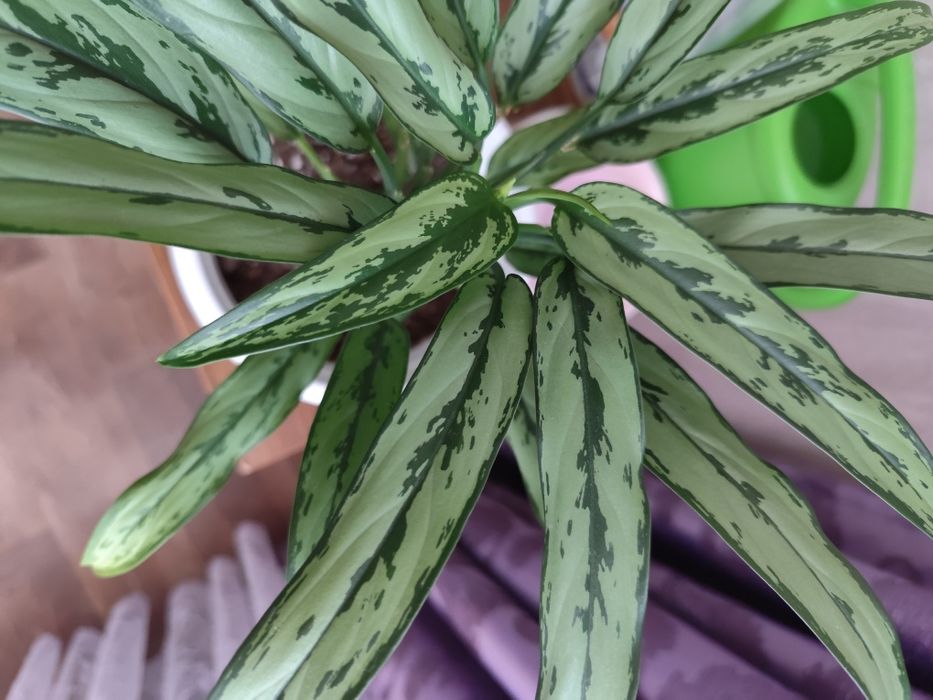 Продам комнатные цветы