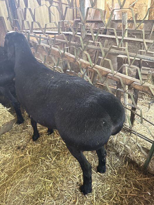 Qochkor sotiladi srochna