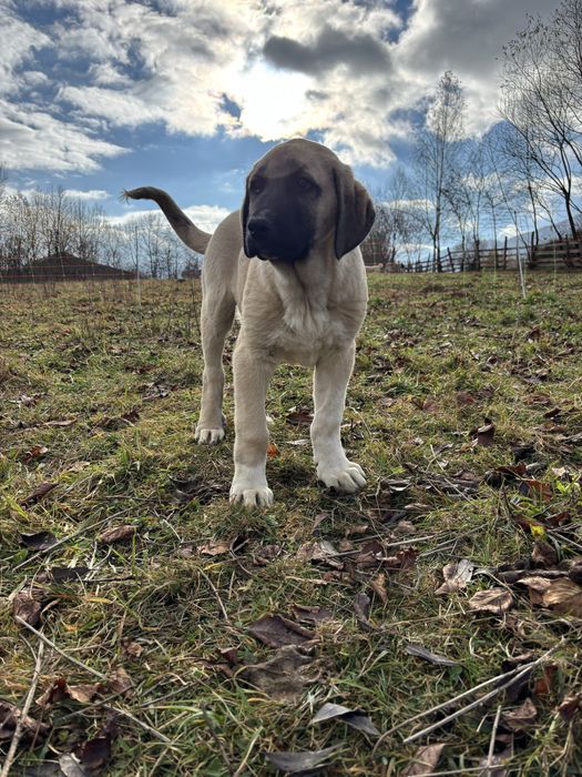 Kangal Malakli Pedigree FCI