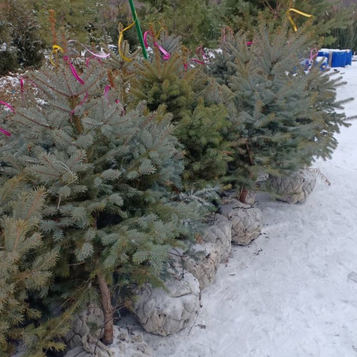 Посадка крупномерных деревьев, Актау