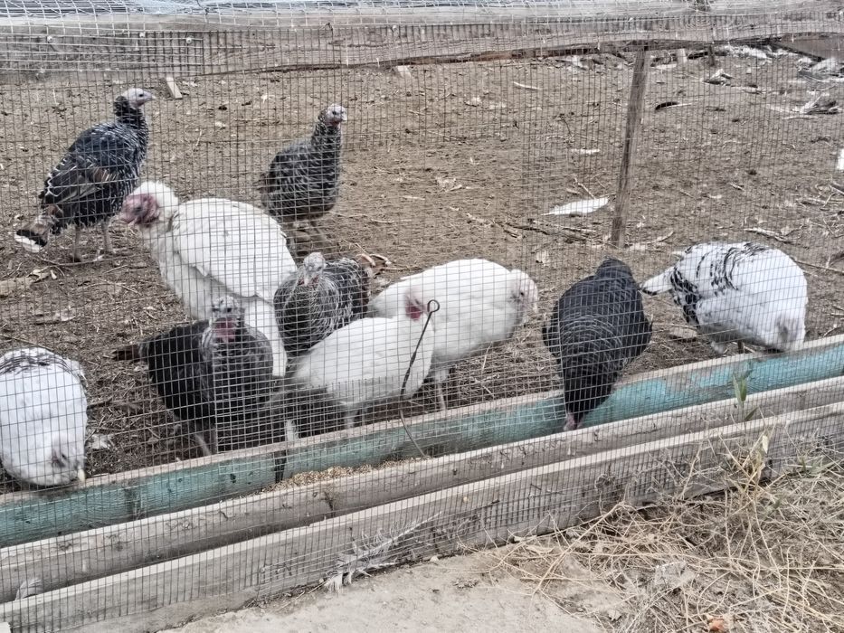 Ундиктер / Индюки сатылады