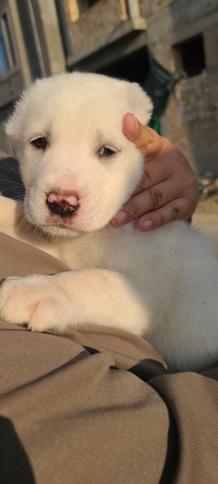 Щенки алабай готовятся к продаже