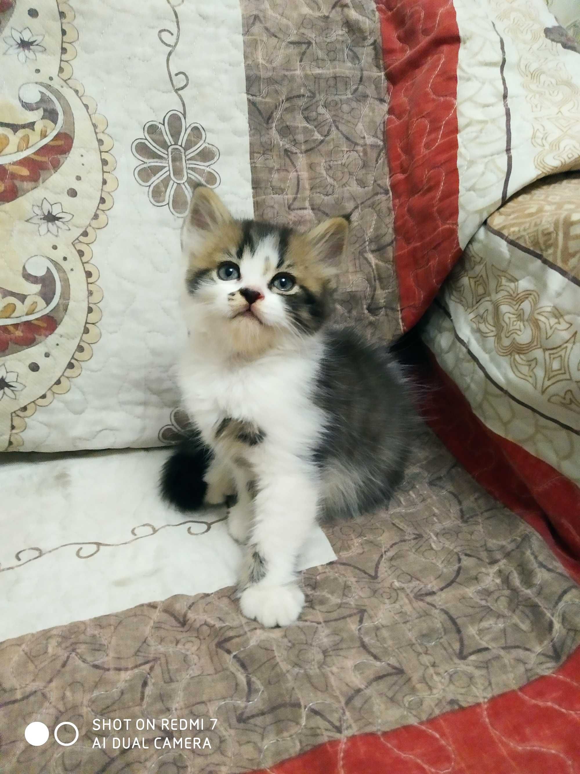 Продам породистых котят