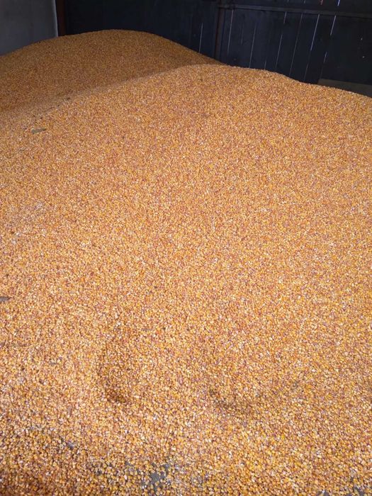 Vând porumb boabe – recolta anul curent.