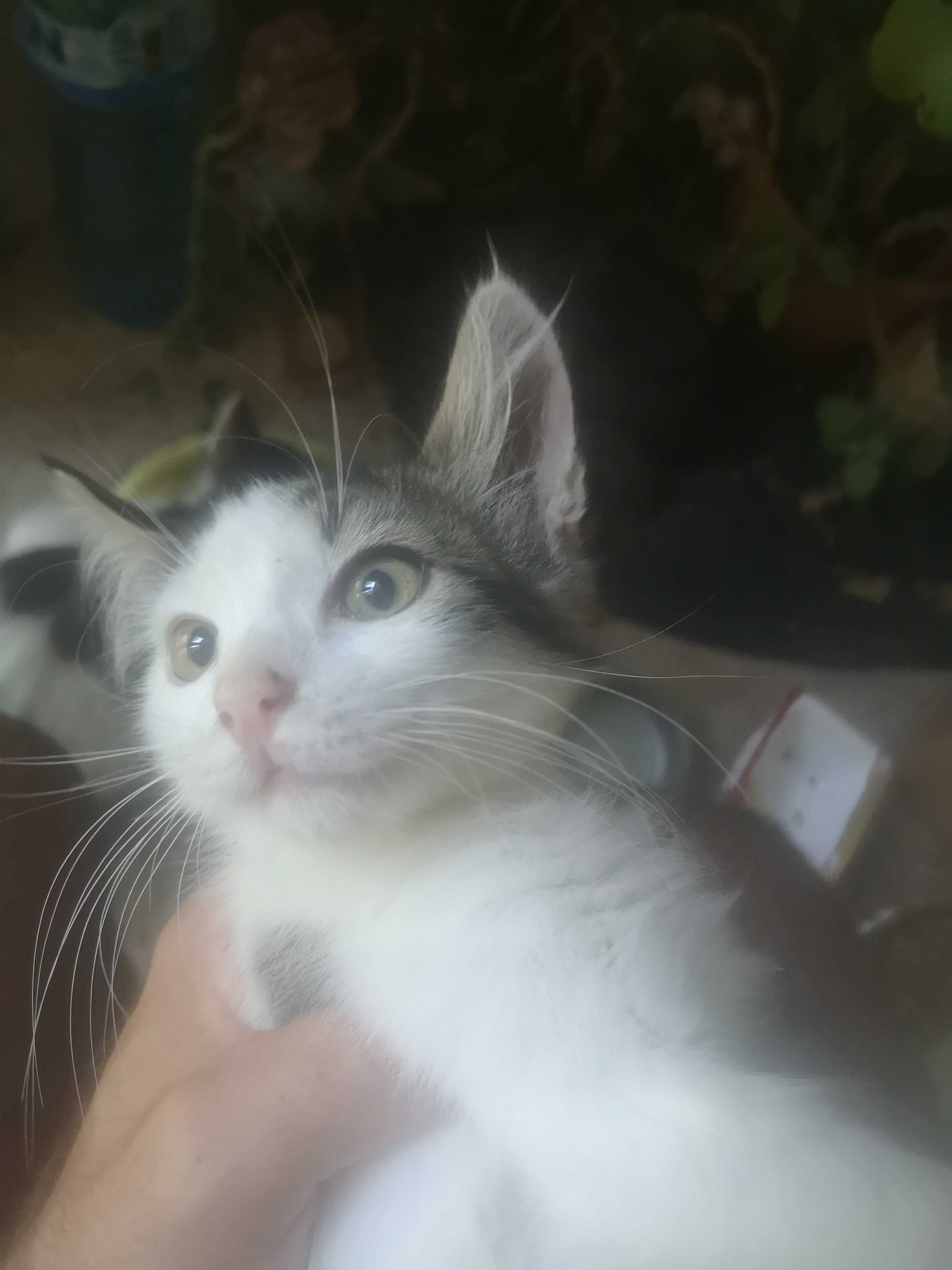 Подаряваме котенца