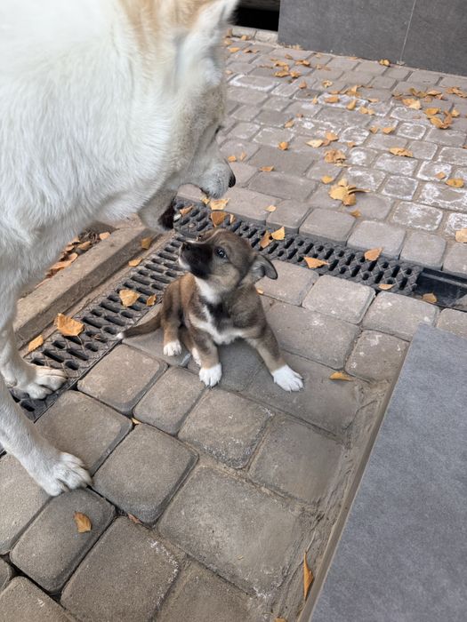Отдам щенка мальчика в добрые ручки