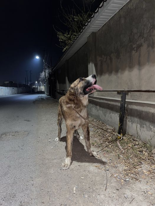 1 жасар күшік сатылады