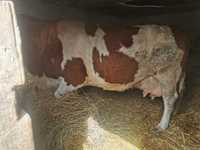 Vaca baltata romaneasca 750 kg!!!