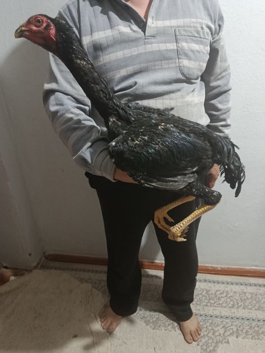 Дакан жўжа хўрозлар