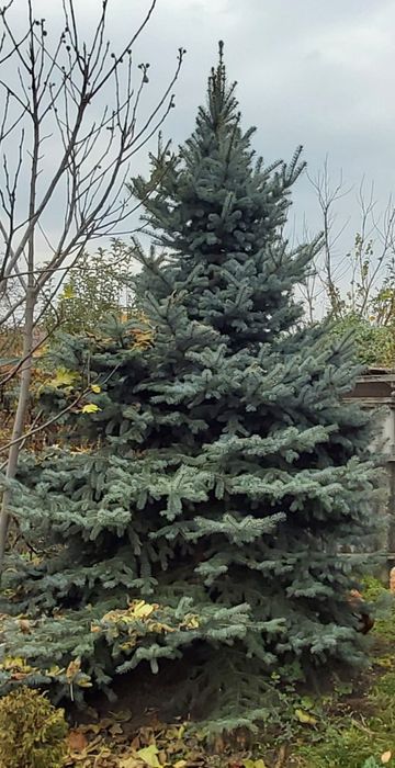 Vând Brad Argintiu Albastru