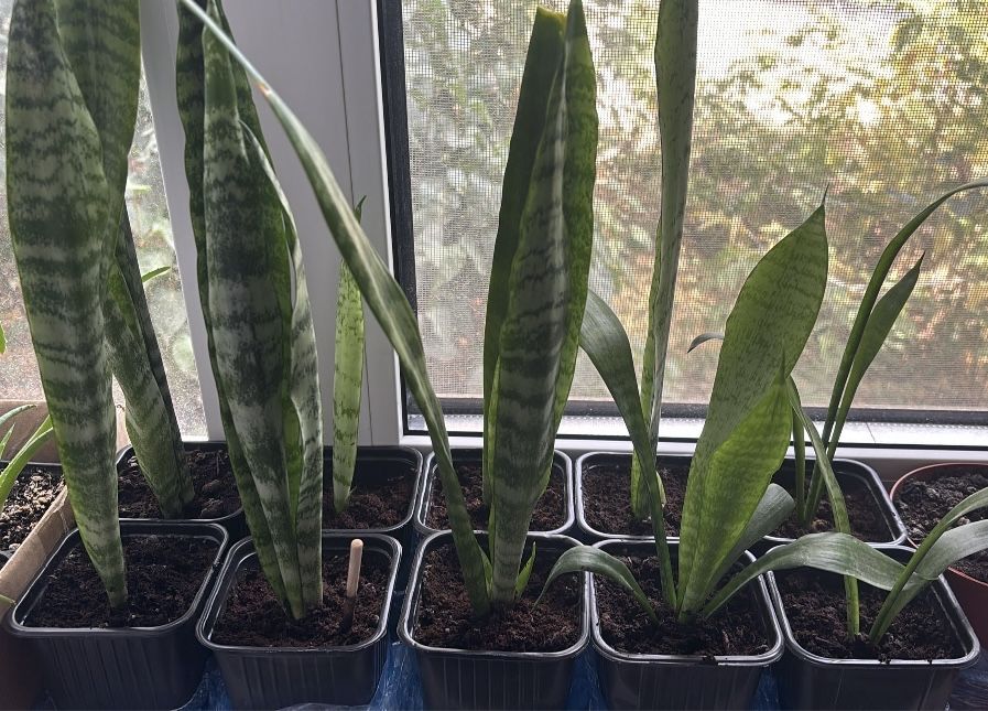 Цветы по 1000 распродажа 4 мкр