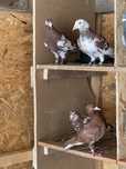 Porumbei voiajori meulemans