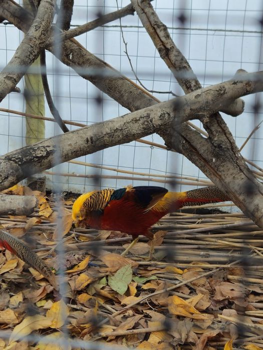 Vand sau schimb fazan auriu pe roșu