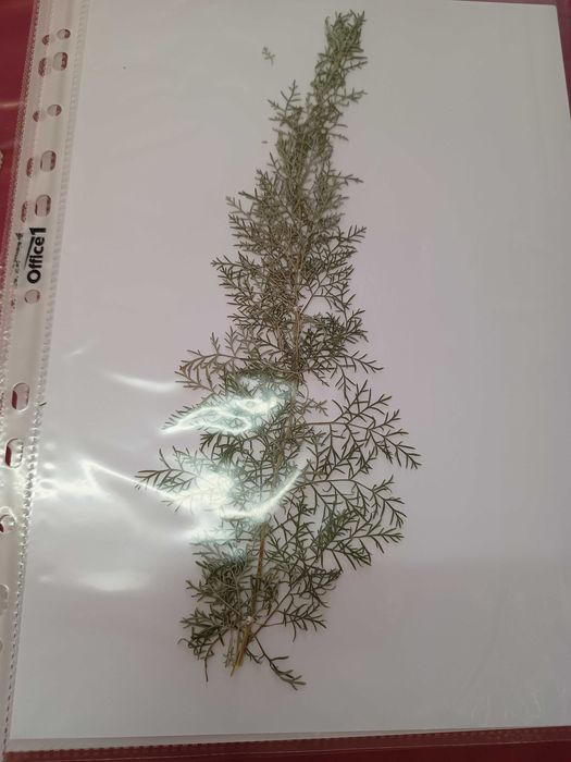 Хербарии (за  ученици и студенти)