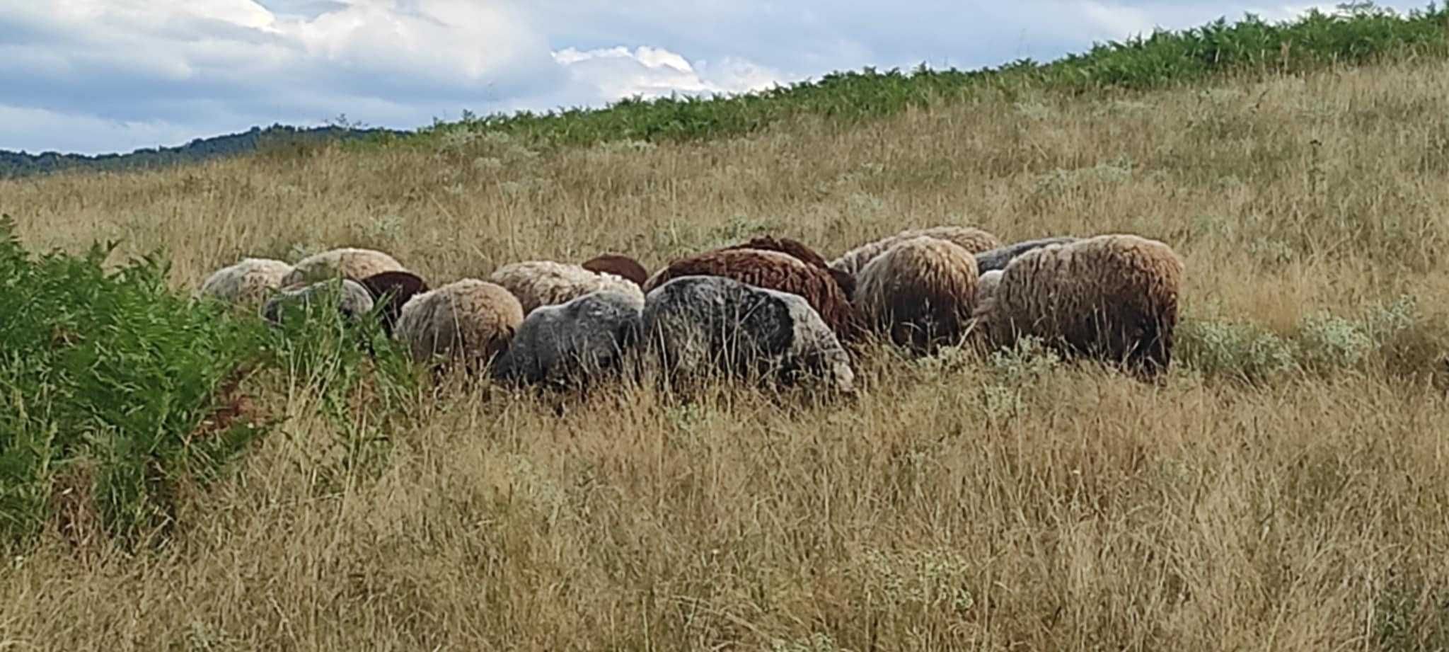 Продавам 18 овце и 2 коча