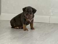 Catel American Bully