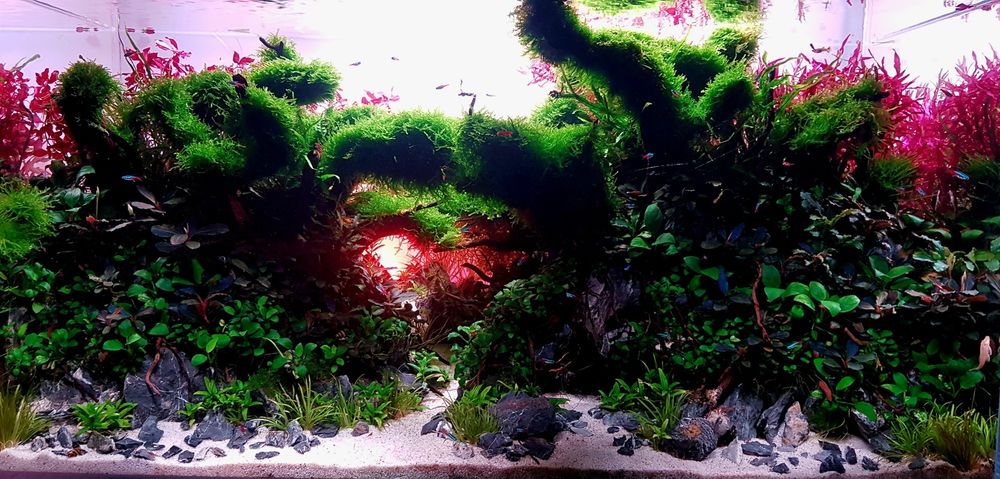 Amenajări Acvarii Personalizate și Mentenanță Profesională DAD