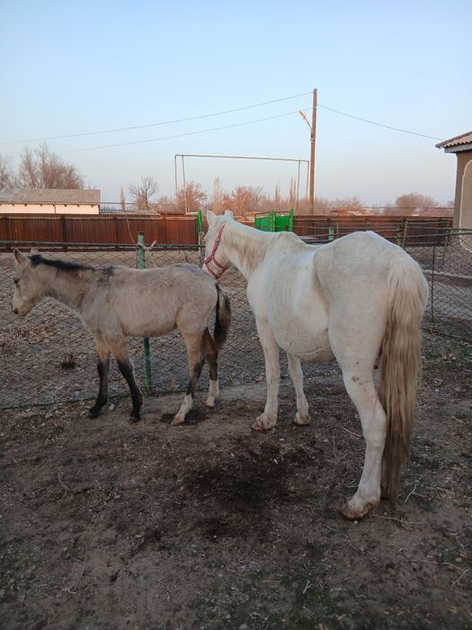Кулынды бие сатылады жабагысы еркек Жылкы
