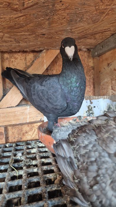 VOIAJOR GERMAN de frumusete