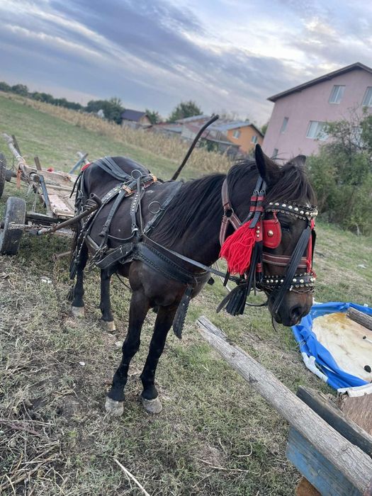 Schimb iapa de 12 ani
