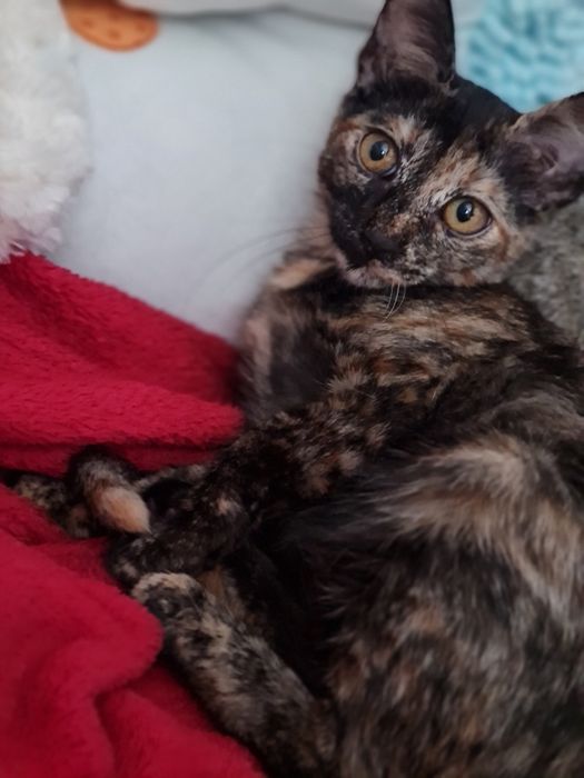 Женско костенурково коте търси дом