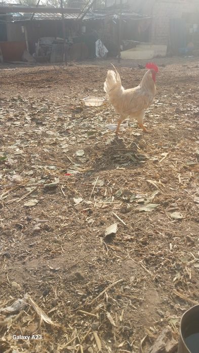 Xashaki xorozla sotiladi