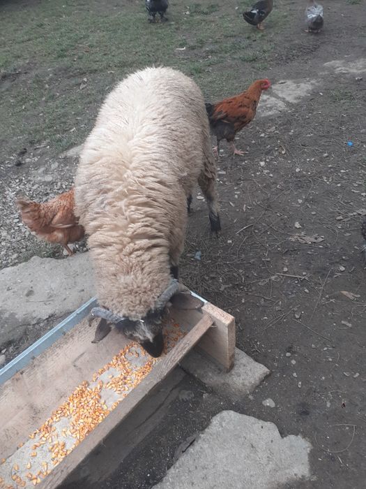 Oi berbeci de vânzare