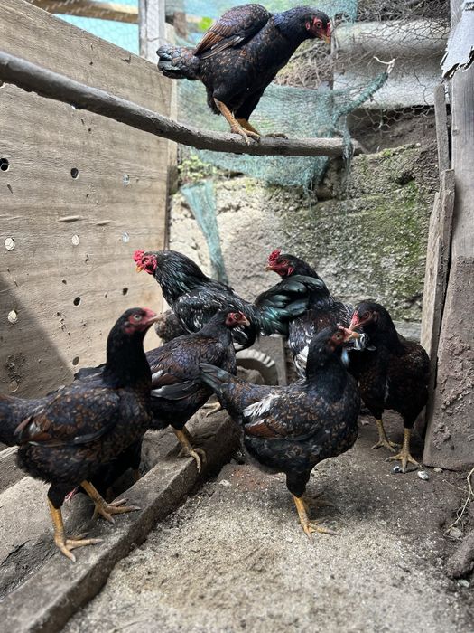 familie combatant indian3+1 .talie mare