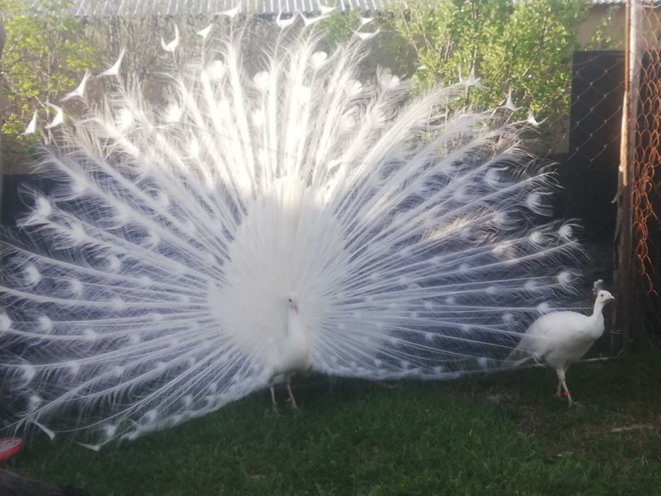 Ак павлин самец 4 жасар