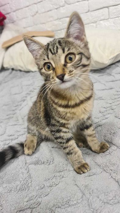 Отдам котёнка, девочка 3 месяца