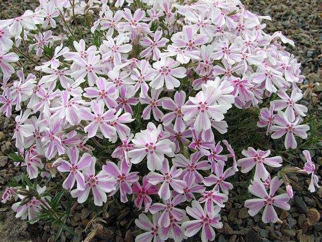 Флокс стелещ - Phlox subulata