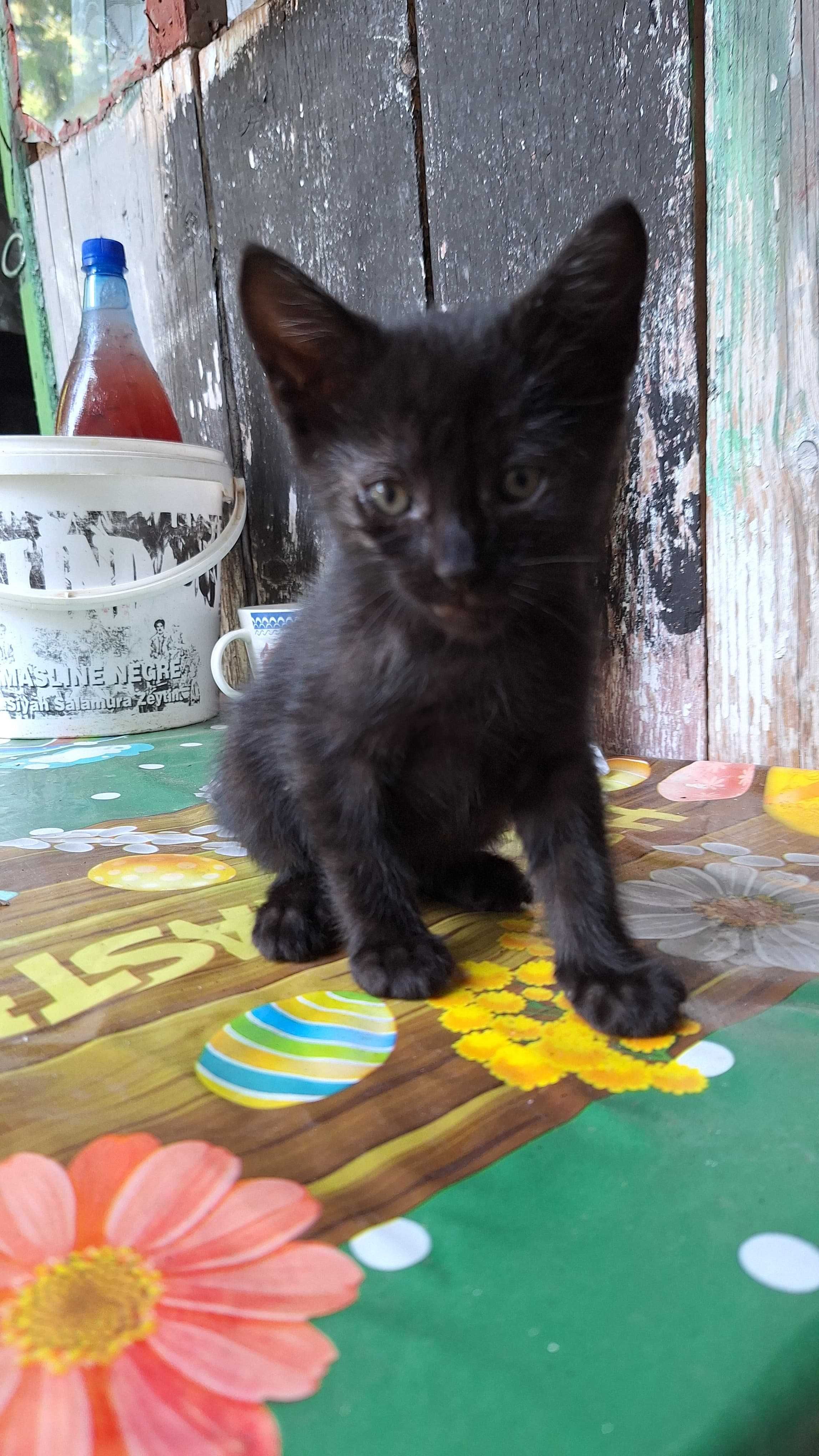 dau spre adoptie 5 pisicute