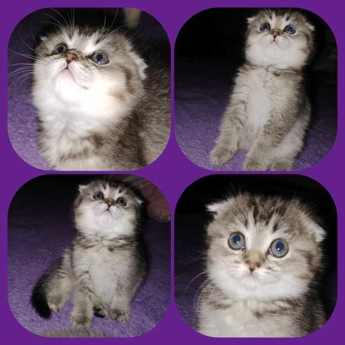 Роскошные котята Скоттиш Фолд