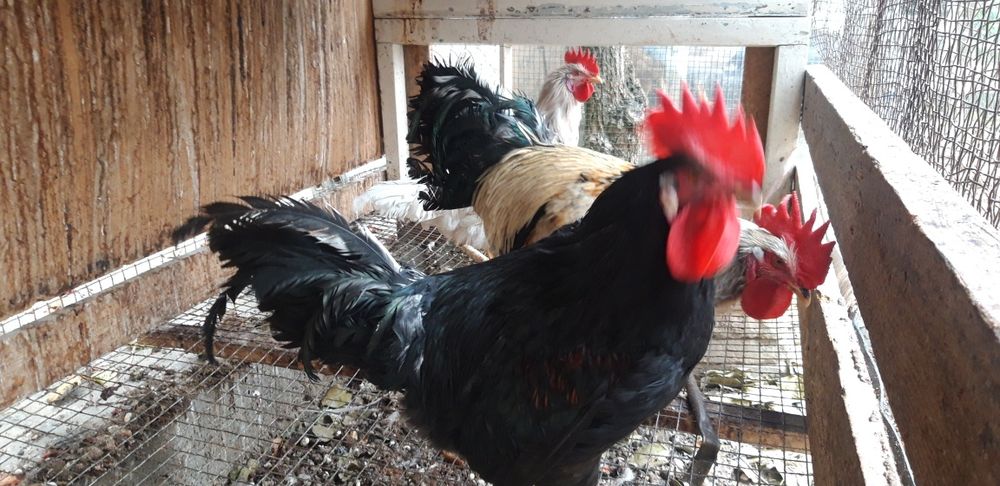 Хуроз сотаман. Продаю петухов