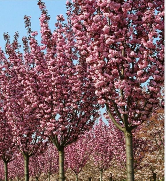 Cires Japonez Royal Burgundy