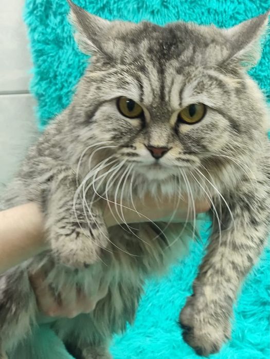 Ласковая Мелисса, ищет семью.