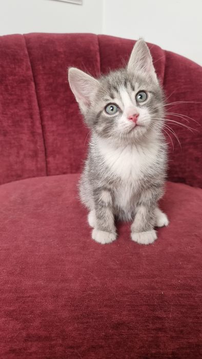 Котята 2 месяца ОТДАМ в хорошие руки