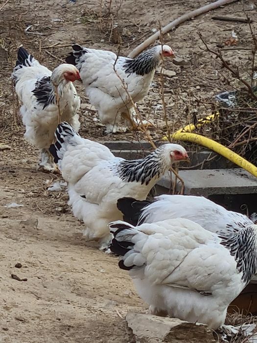 Vand gaini si cocosi brahma