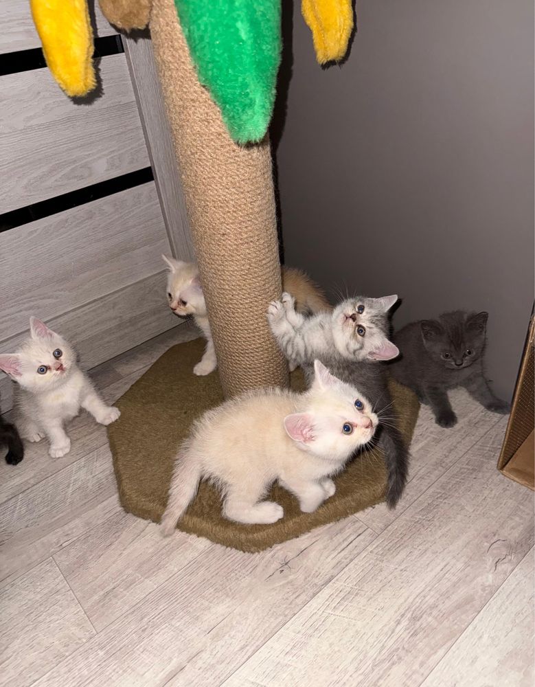Британские котята