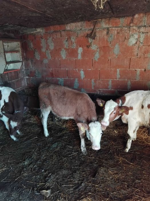 Vând șase tăurași