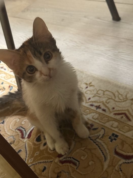 Отдам котенка в добрые руки