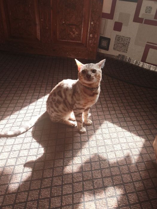 Zotdor Bengal mushukcha vzyaskaga
