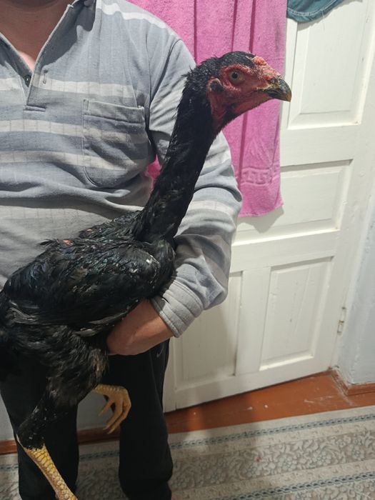 Дакан жўжа хўрозлар