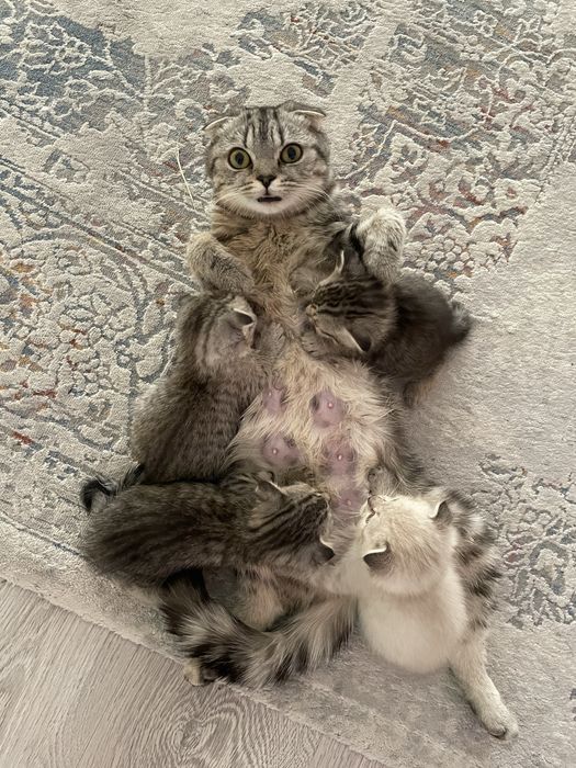 Котята шотландцы вислоухие ждут хозяев!