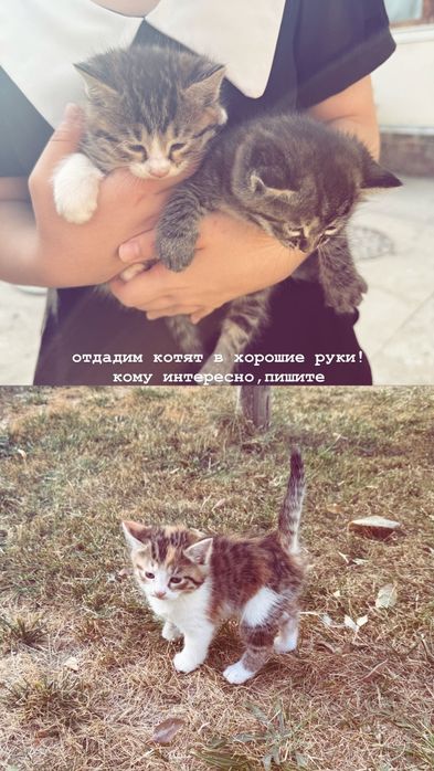 Хадияга (Даром) Кошка ребенок маленький