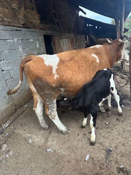 Vând vacă bălțată cu doi viței